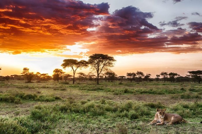 2-Day Masai Mara Overnight Getaway