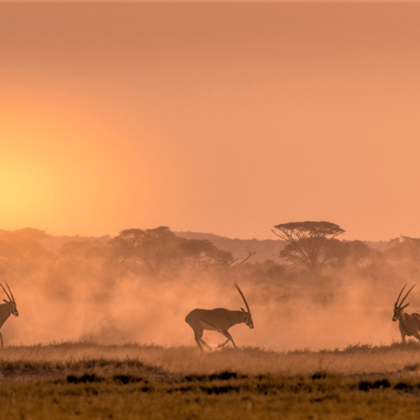 3-Day Kenya Group Tour to Amboseli