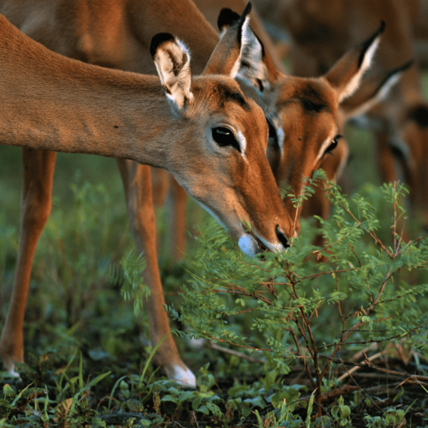 3-Day Kenya Group Tour to Amboseli