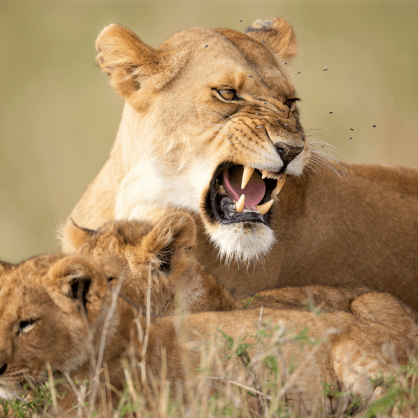 4 Days Best of Kenya Holiday Safari