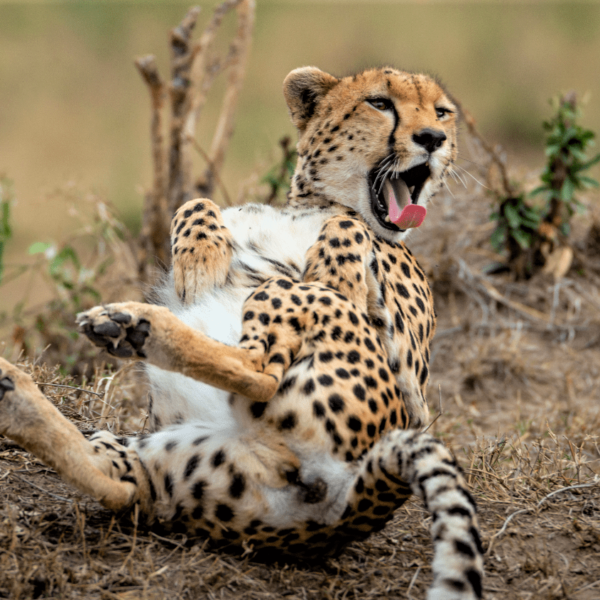 2-Day Masai Mara Overnight Getaway