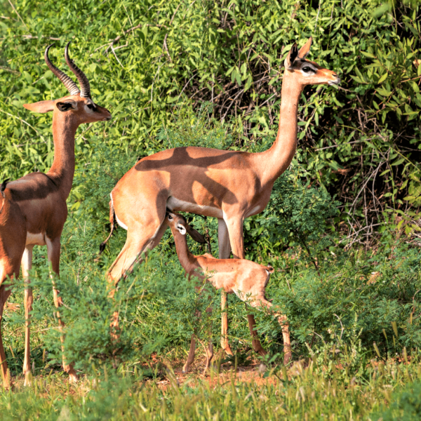 2-Day Masai Mara Overnight Getaway