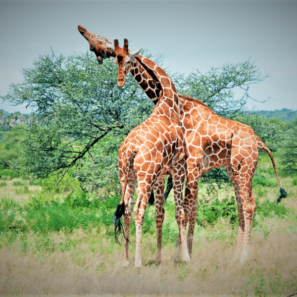 3-Day Kenya Group Tour to Amboseli